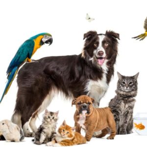 Pets & Tierbedarf
